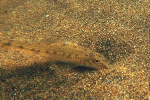 Volga Gudgeon