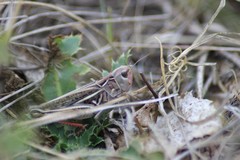 Arcyptera microptera