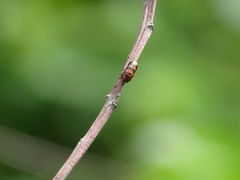 Peploptera