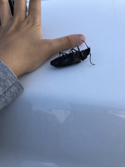 Archodontes melanopus