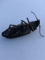 Archodontes melanopus