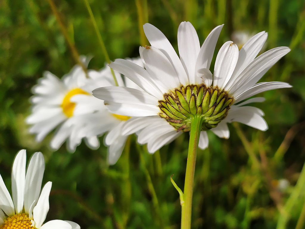 Leucanthemum ircutianum