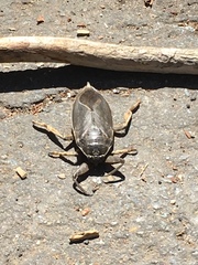Nepomorpha
