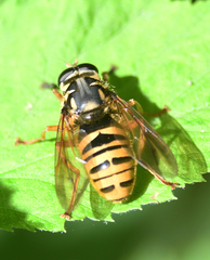 Temnostoma excentrica