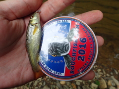 Nocomis leptocephalus