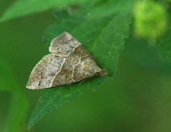 Hypena deceptalis