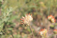 Anthyllis vulneraria polyphylla
