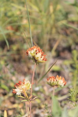Anthyllis vulneraria polyphylla