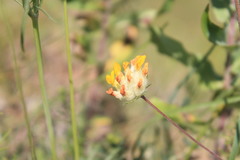 Anthyllis vulneraria polyphylla