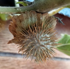 Datura innoxia