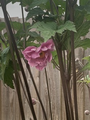 Eriocapitella × hybrida