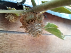 Datura innoxia