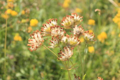 Anthyllis vulneraria polyphylla