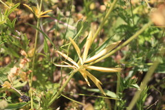 Anthyllis vulneraria polyphylla