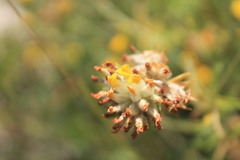 Anthyllis vulneraria polyphylla