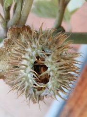 Datura innoxia