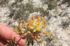 Anthyllis vulneraria polyphylla