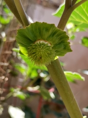 Datura innoxia