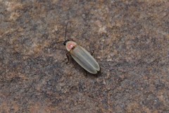 Photinus marginellus