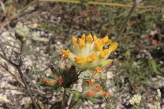 Anthyllis vulneraria polyphylla