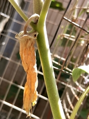 Datura innoxia