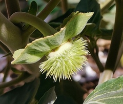 Datura innoxia