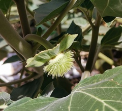 Datura innoxia