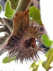 Datura innoxia