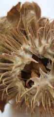 Datura innoxia