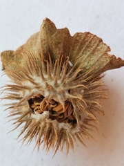 Datura innoxia