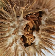 Datura innoxia
