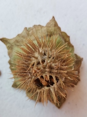 Datura innoxia