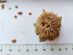 Datura innoxia