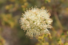 Allium flavescens