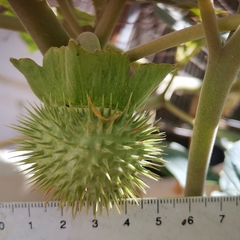 Datura innoxia