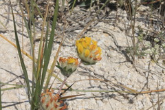 Anthyllis vulneraria polyphylla