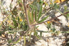 Anthyllis vulneraria polyphylla