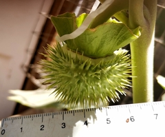 Datura innoxia