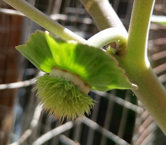 Datura innoxia