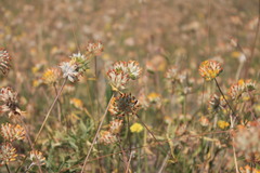 Anthyllis vulneraria polyphylla