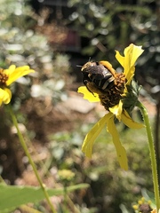 Svastra obliqua expurgata