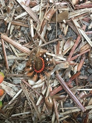 Acronicta rumicis