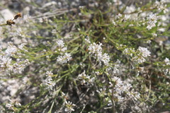 Asperula tephrocarpa