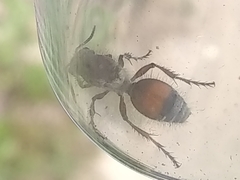 Dasymutilla birkmani