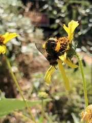 Svastra obliqua expurgata