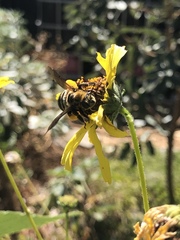 Svastra obliqua expurgata