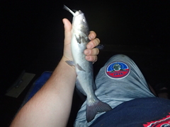 Ameiurus catus