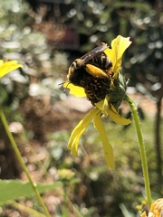 Svastra obliqua expurgata