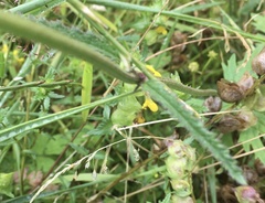 Betonica officinalis