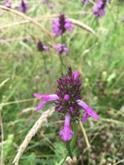 Betonica officinalis